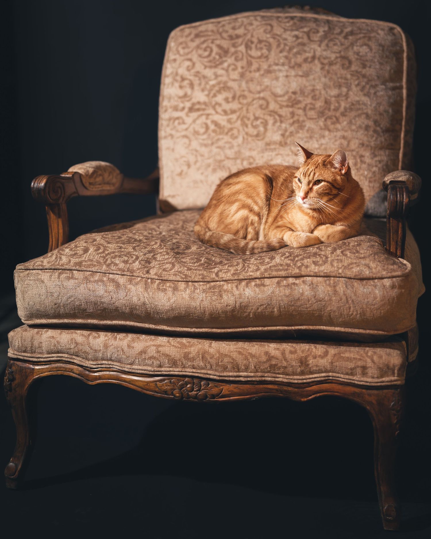 An orange tabby cat lounges on a vintage ornate armchair with carved wooden legs and damask upholstery.
