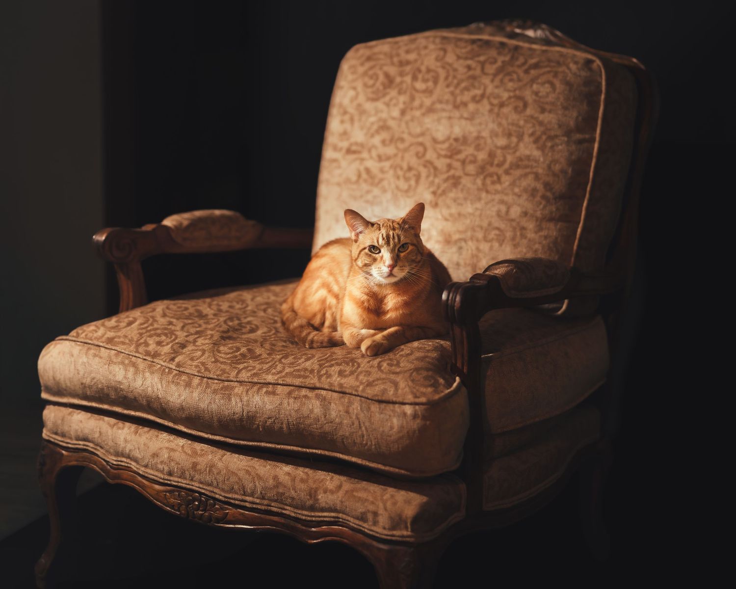 An orange tabby cat lounging regally on a vintage ornate armchair with golden damask upholstery in dramatic lighting.