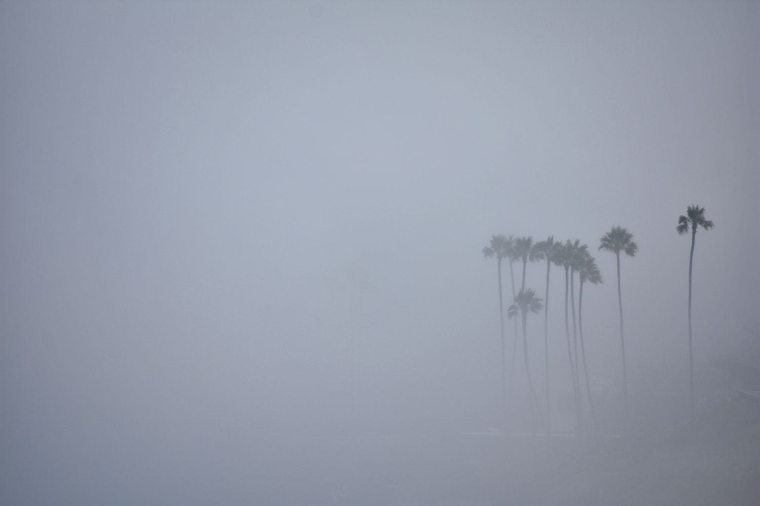 Misty coastal landscape with silhouetted palm trees against a grey foggy sky.