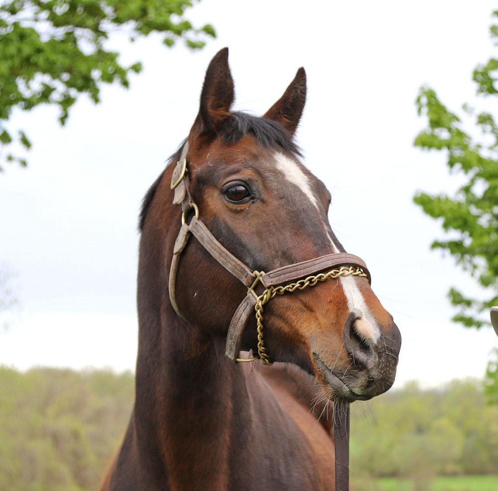 equine photos alternative portrait and family photographer bergen ny