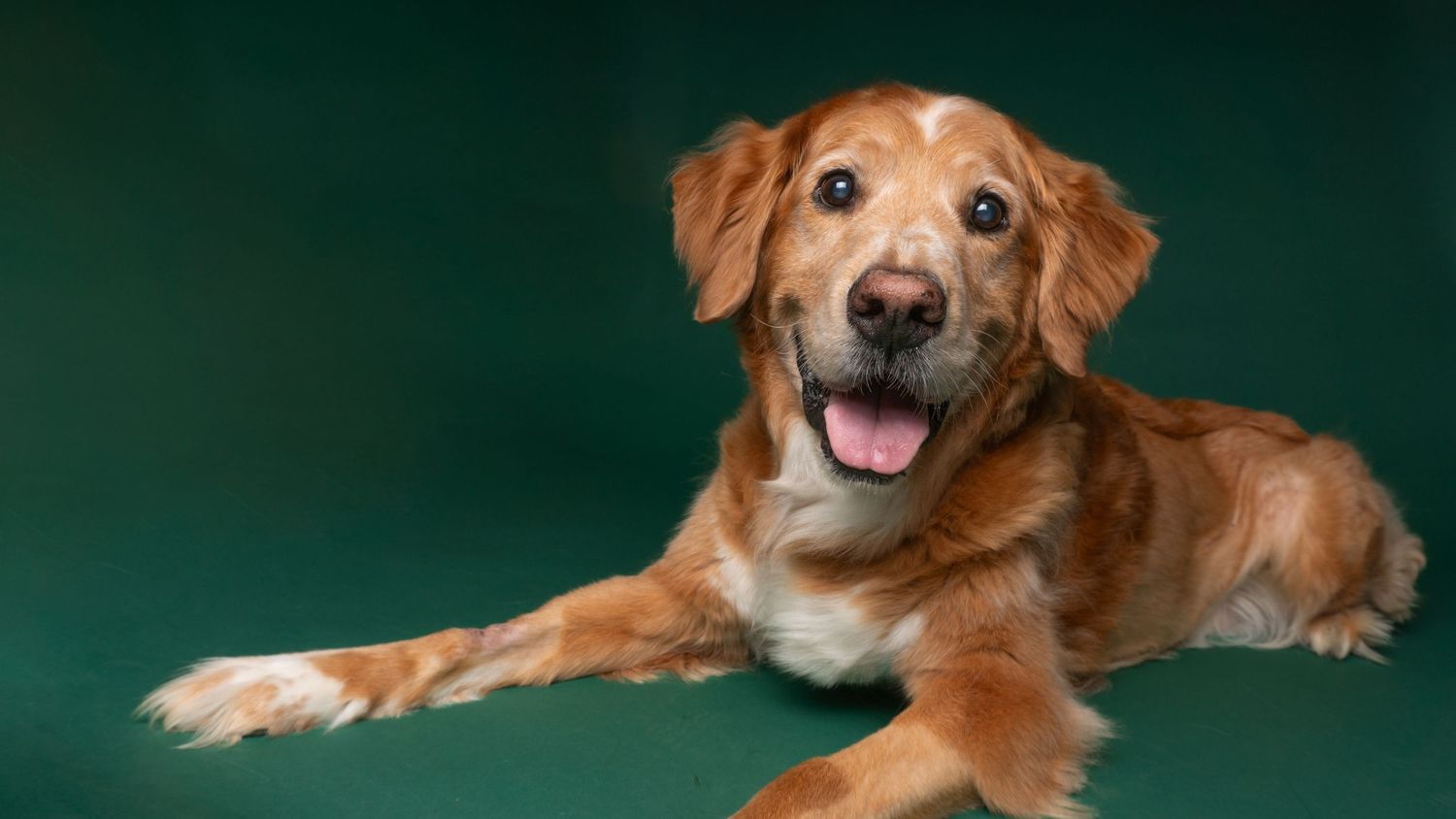Pet Studio Photography Greenville SC