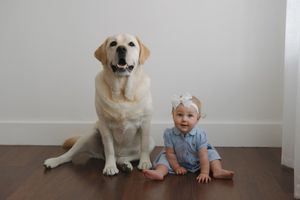 Sequence of five photos showing heartwarming moments between a labrador retriever and child playing at home.