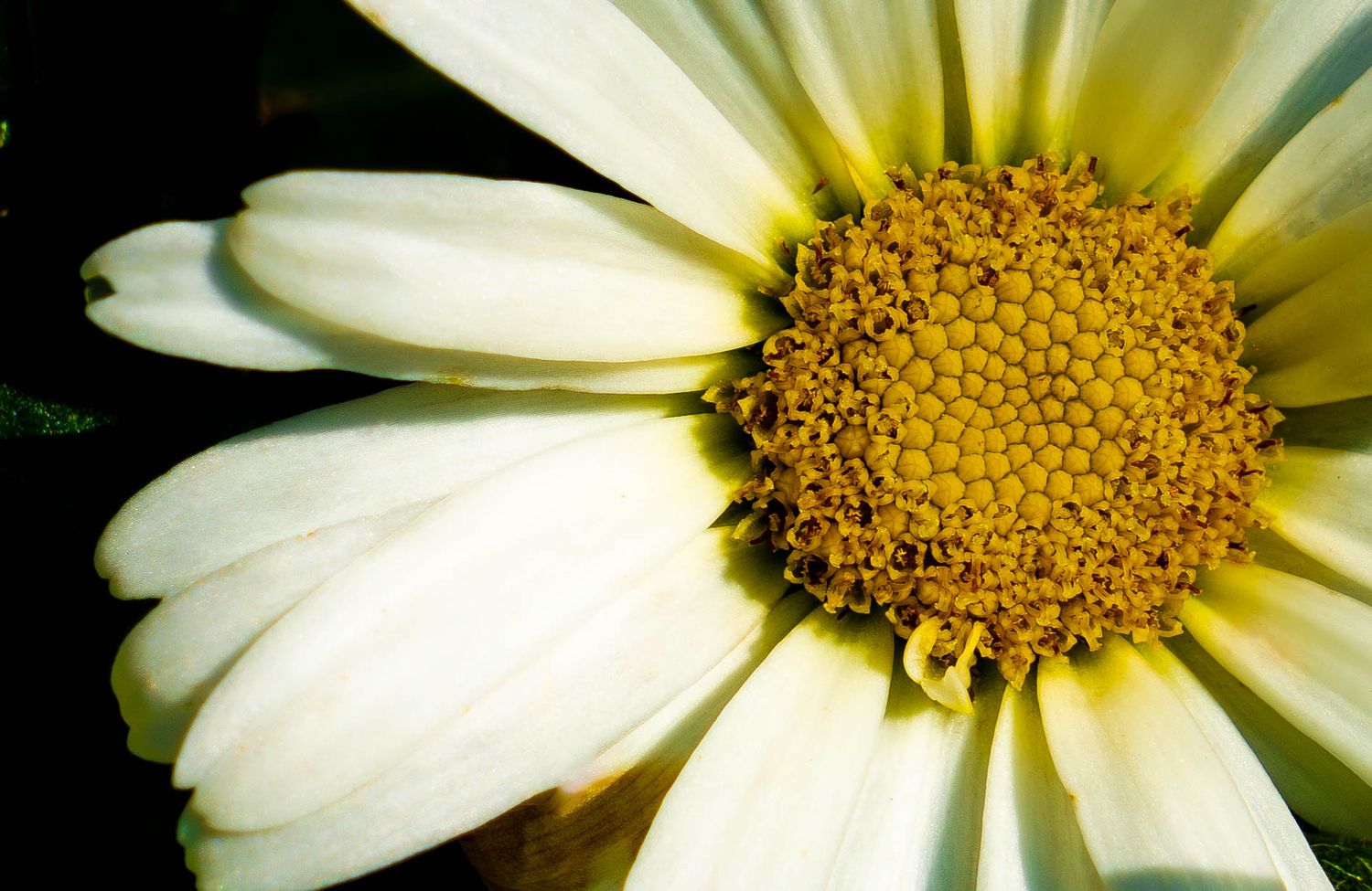 Close-up of a white daisy flower showing detailed yellow center and delicate petals.