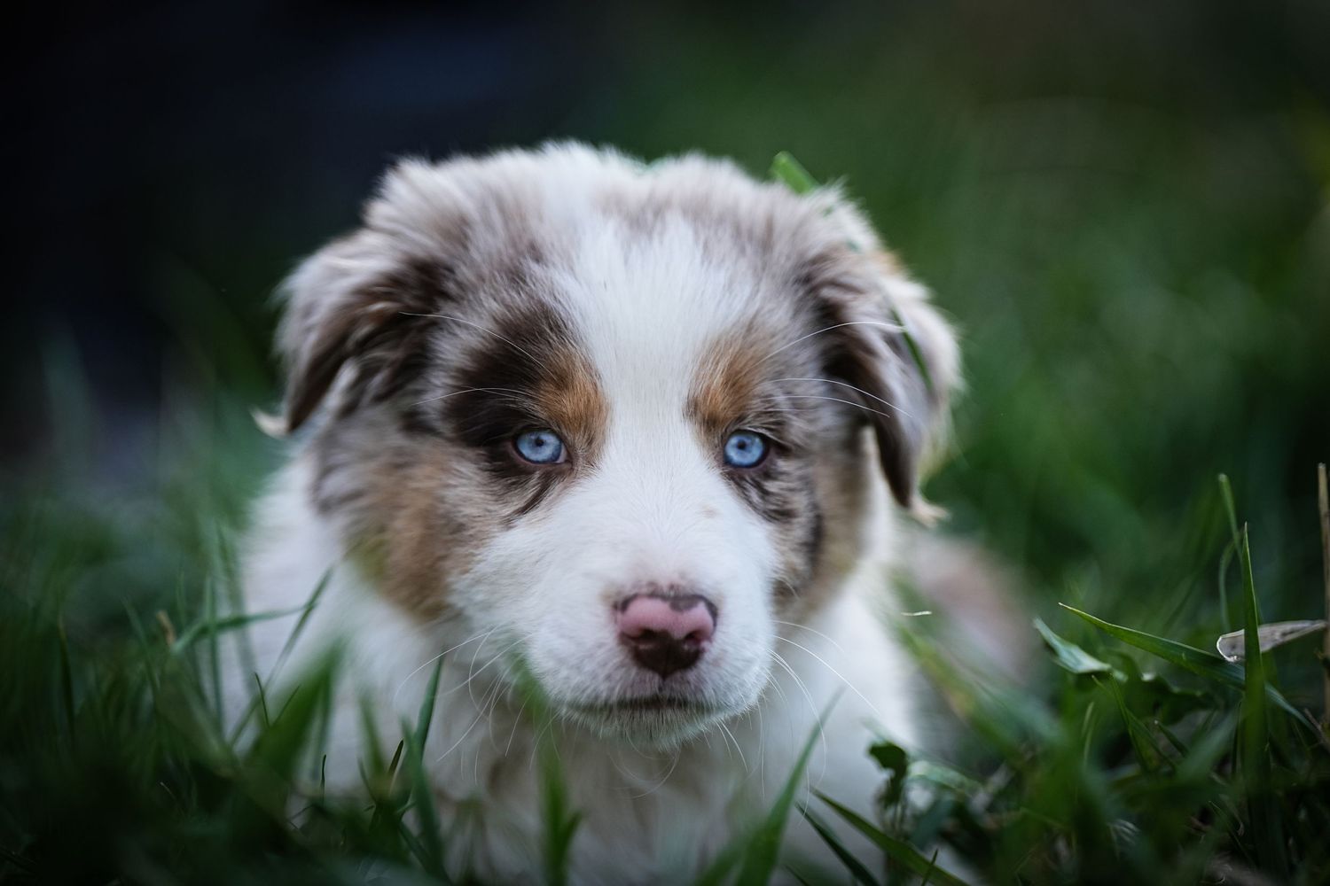 Close-up portrait of an Australian Shepherd puppy with striking blue eyes in grass.