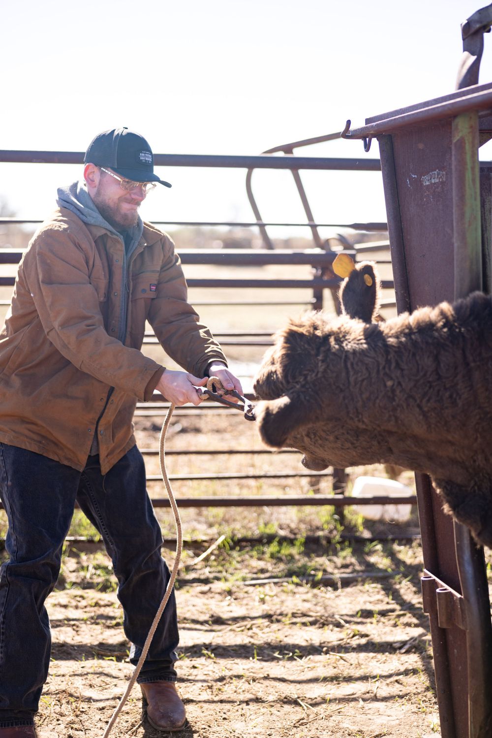 The following images may be disturbing to some. They depict necessary, routine veterinary procedures on cattle. No animals were harmed.