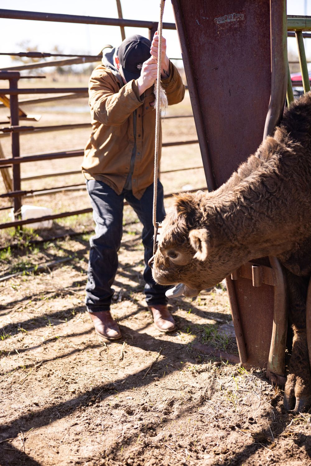 The following images may be disturbing to some. They depict necessary, routine veterinary procedures on cattle. No animals were harmed.