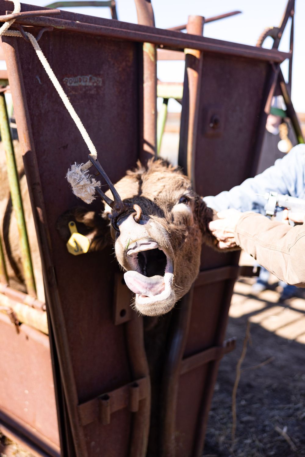 The following images may be disturbing to some. They depict necessary, routine veterinary procedures on cattle. No animals were harmed.