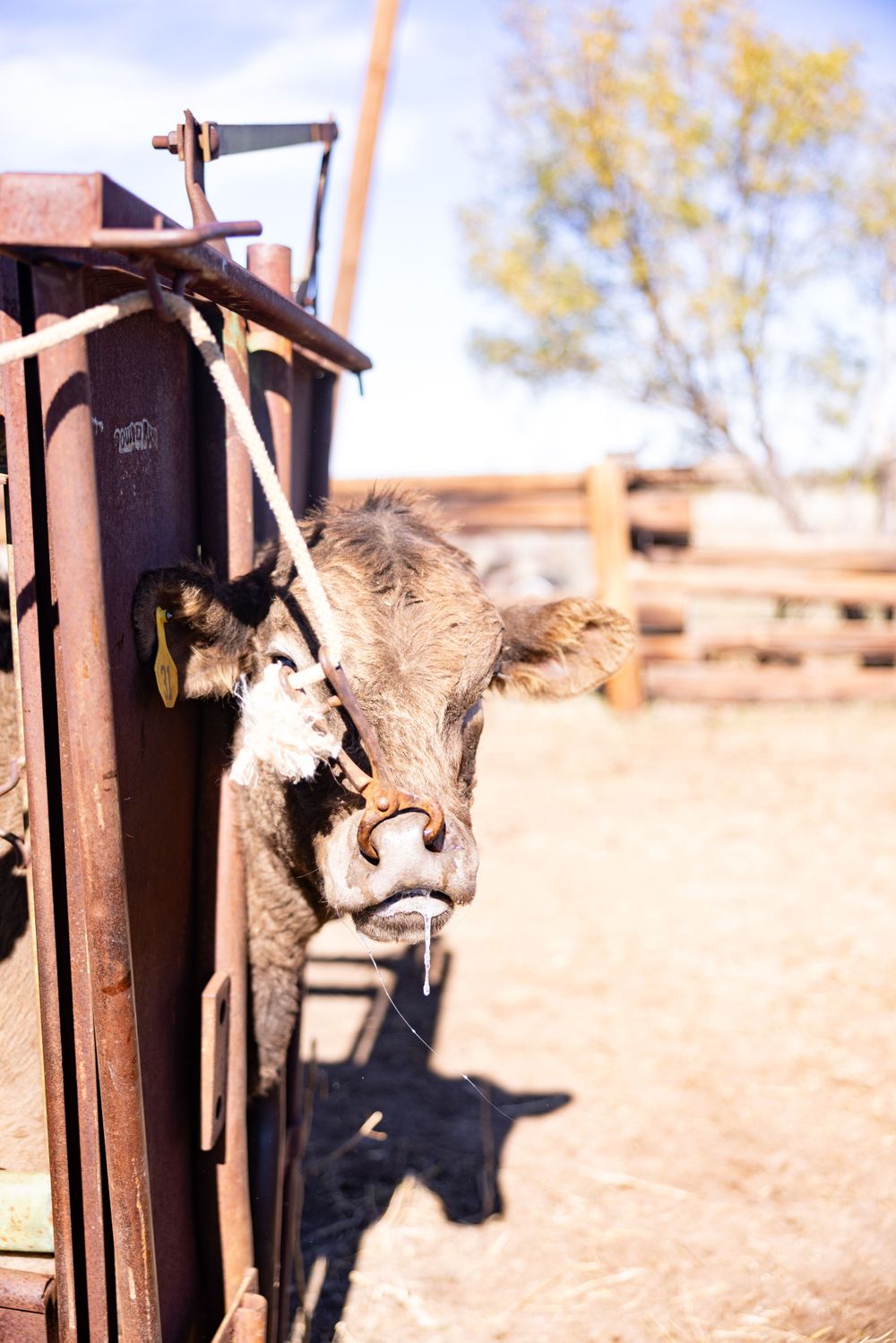 The following images may be disturbing to some. They depict necessary, routine veterinary procedures on cattle. No animals were harmed.