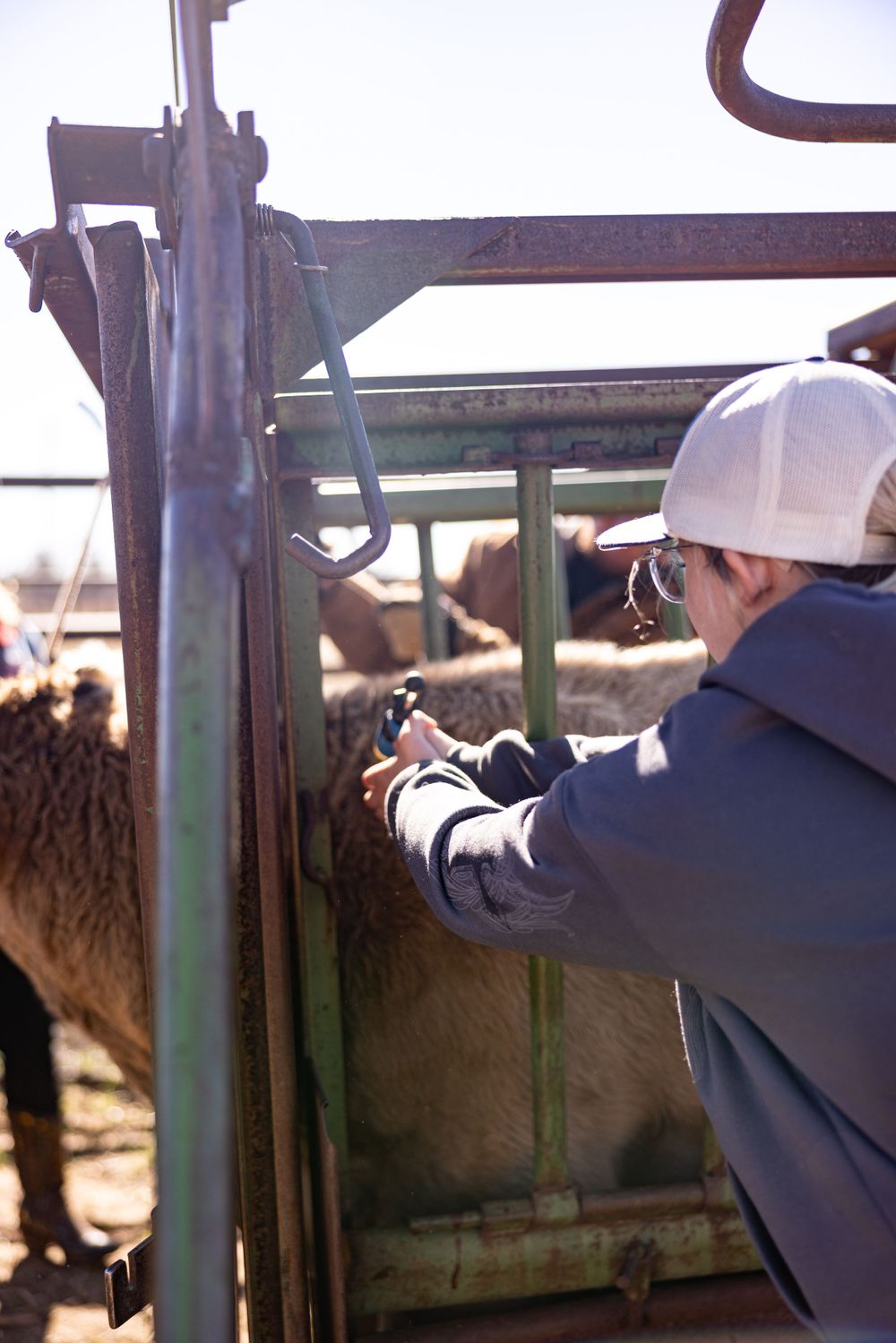 The following images may be disturbing to some. They depict necessary, routine veterinary procedures on cattle. No animals were harmed.
