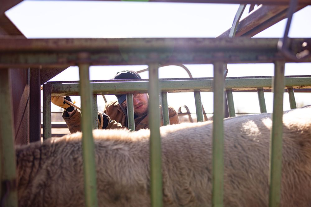 The following images may be disturbing to some. They depict necessary, routine veterinary procedures on cattle. No animals were harmed.