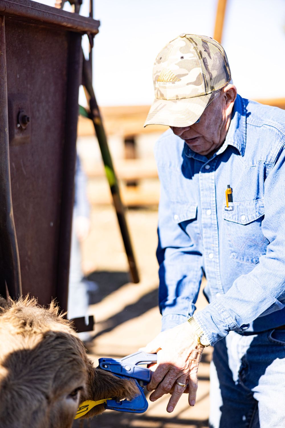 The following images may be disturbing to some. They depict necessary, routine veterinary procedures on cattle. No animals were harmed.
