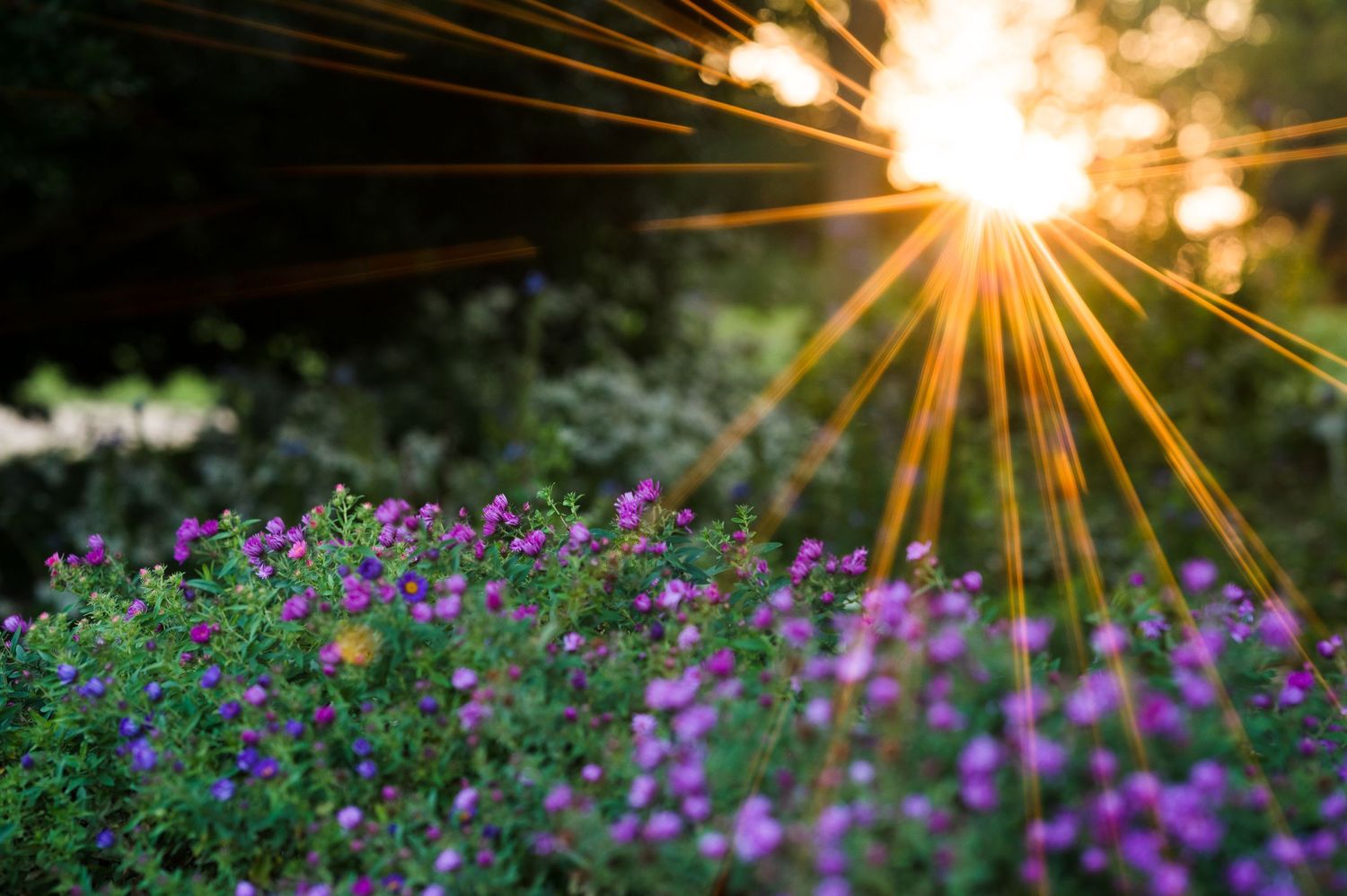 Sunburst through trees illuminates a garden of purple and blue wildflowers in soft evening light.