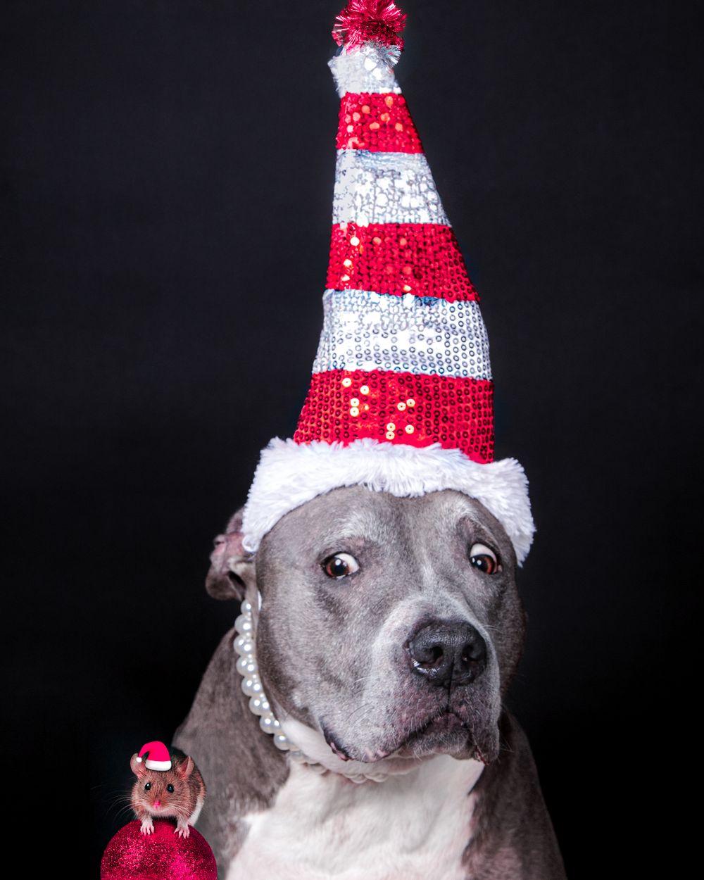 Grey pitbull wearing festive red and white sequined Santa hat against black background.