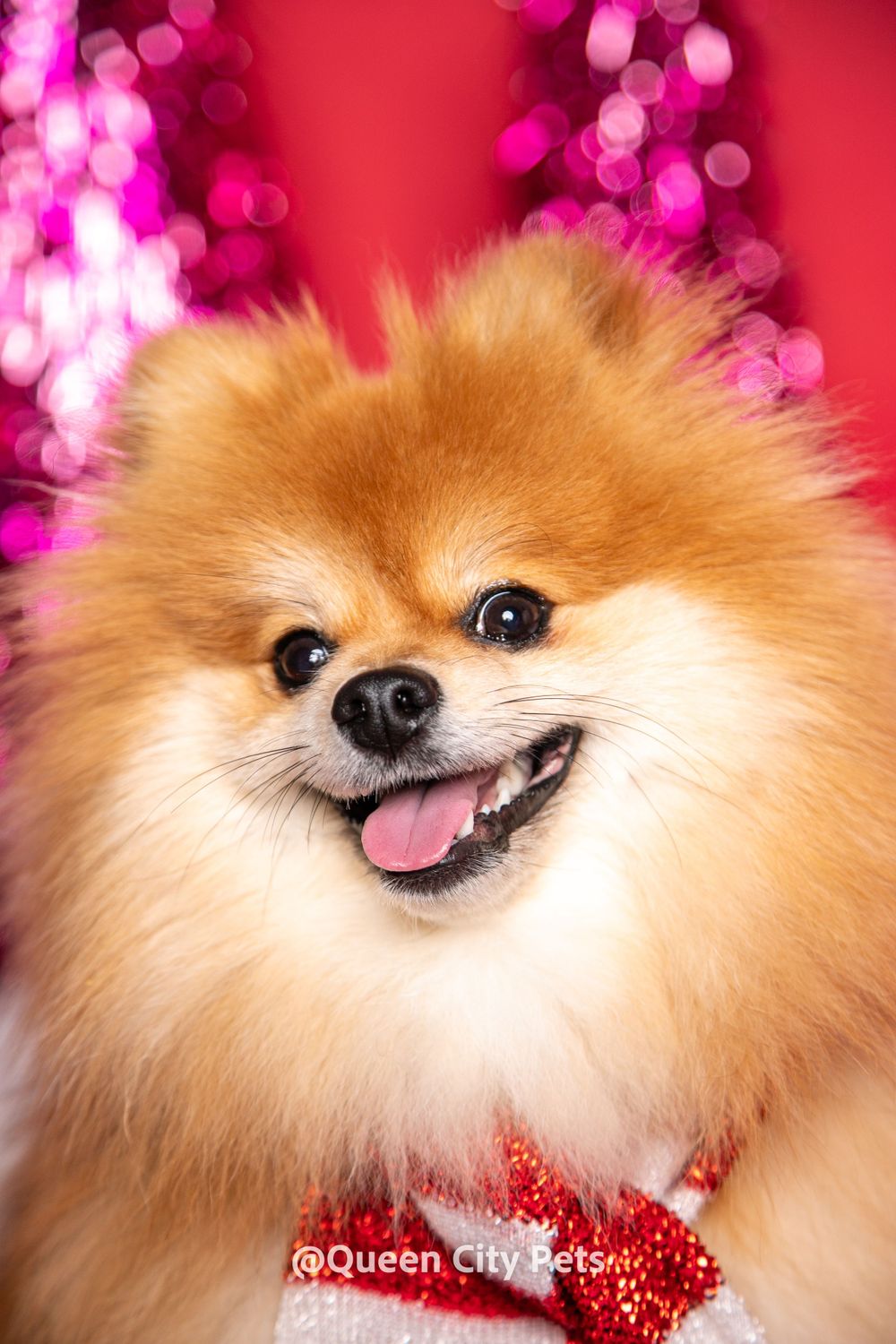 Smiling Pomeranian with fluffy orange fur against pink sparkly background.