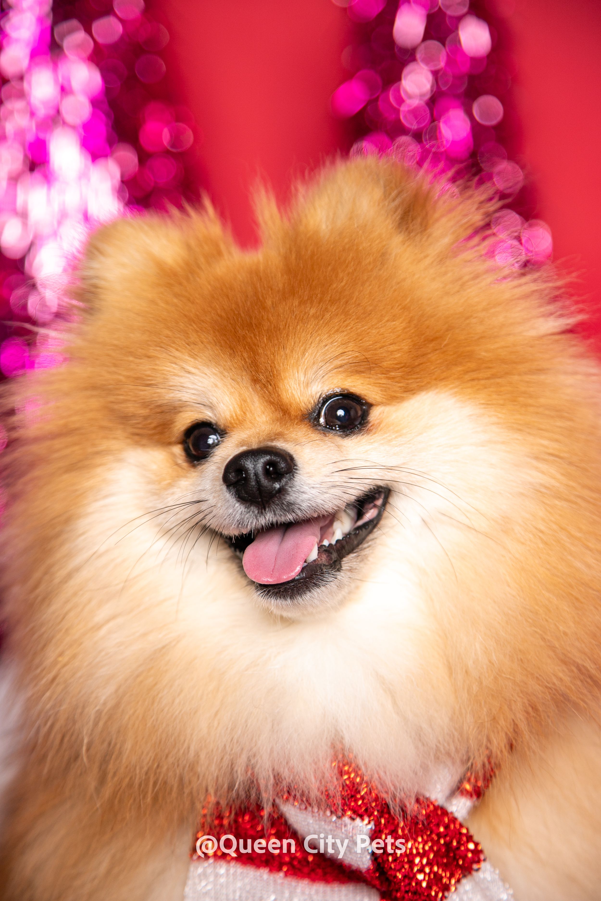Smiling Pomeranian with fluffy orange fur against pink sparkly background.