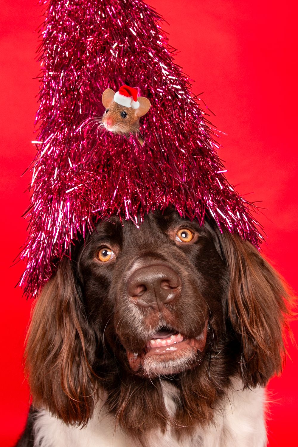 Brown spaniel dog wearing sparkly pink tinsel on head against red background.