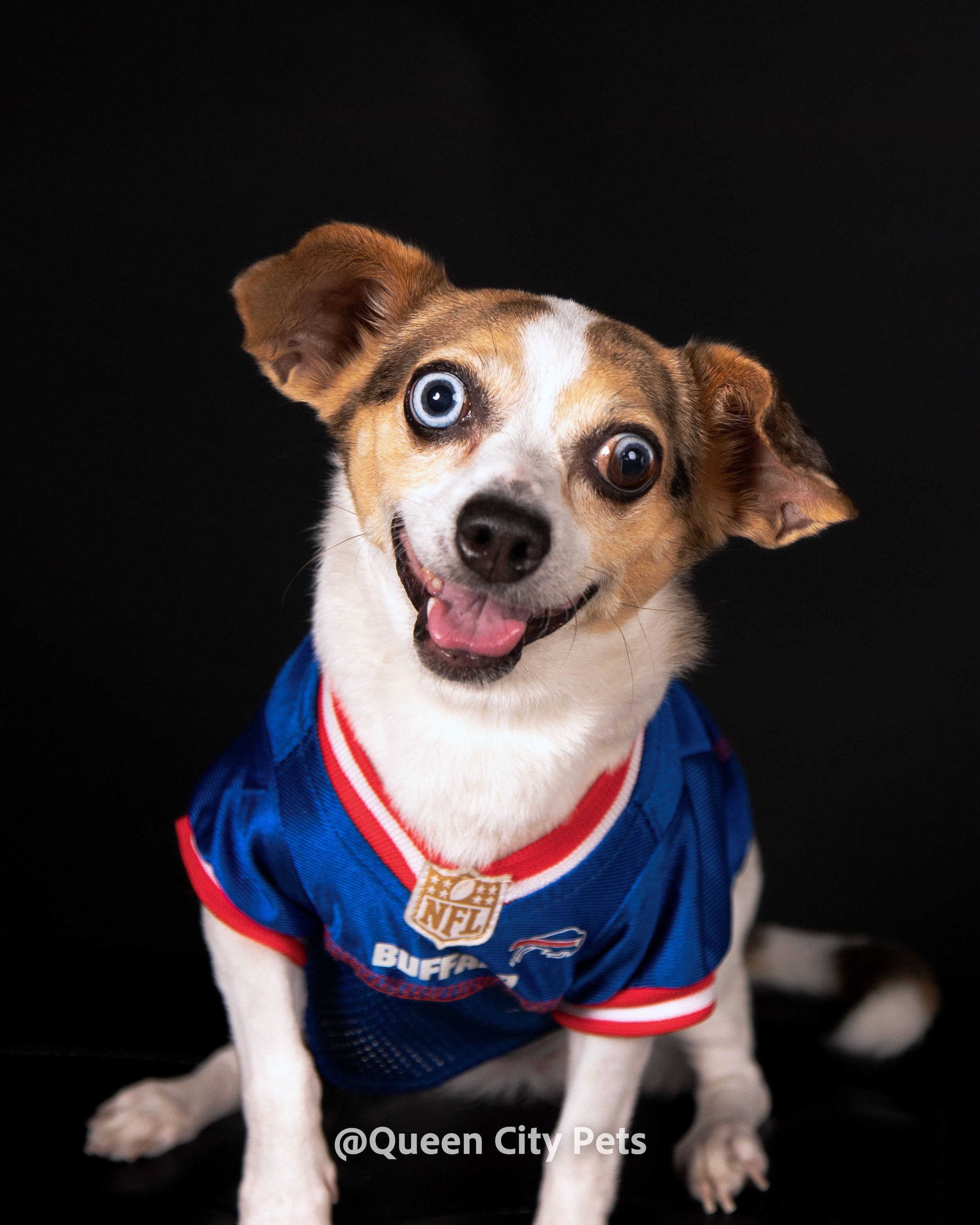 Small dog wearing Buffalo Bills football jersey smiling at camera against dark background.