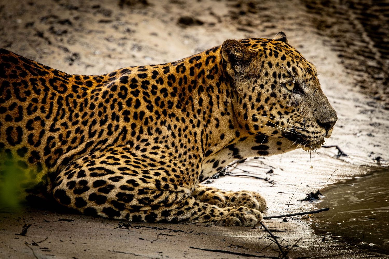 Leopard with stunning spotted coat resting on sandy ground in natural wildlife habitat.