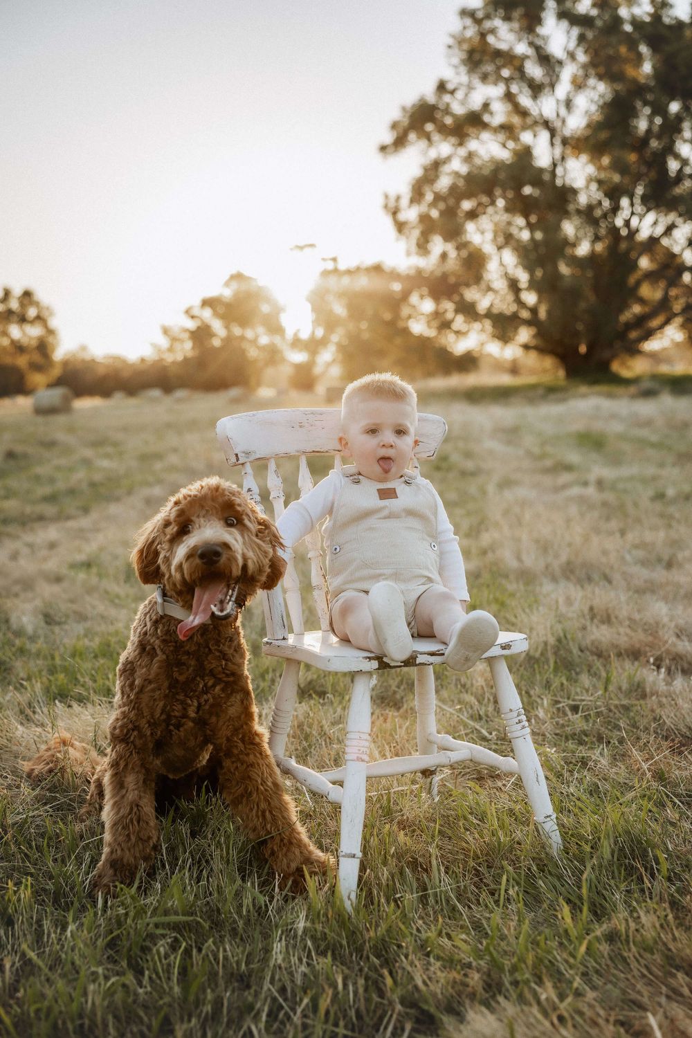 Baby in white outfit sitting on white wooden chair next to brown golden doodle dog at sunset in grassy field.