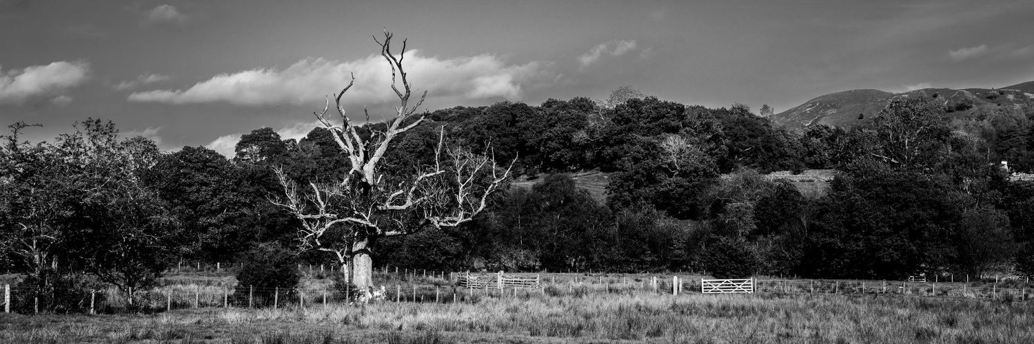 Black and white photograph of dying tree, Hawkshead, Westmorland, United Kingdom.