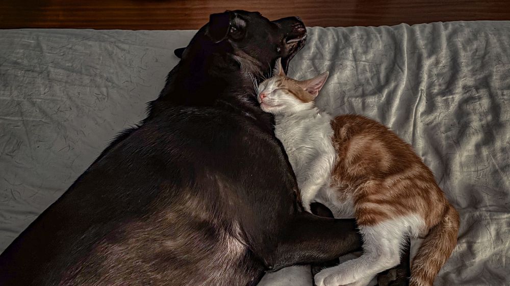 A black dog and orange cat cuddling together on a gray blanket.