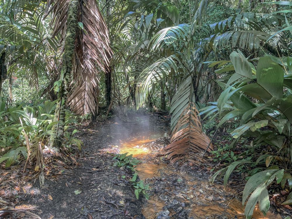 Misty tropical garden path with palm trees and sunlight breaking through the foliage.
