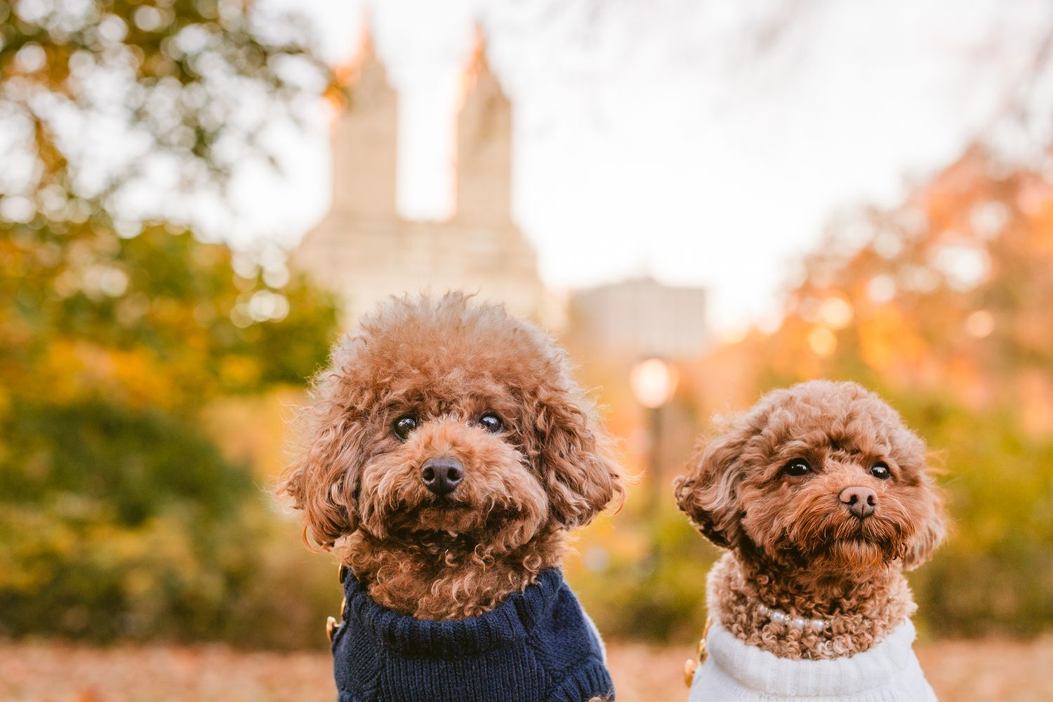 Furry Moments New York New Jersey Pet Photography