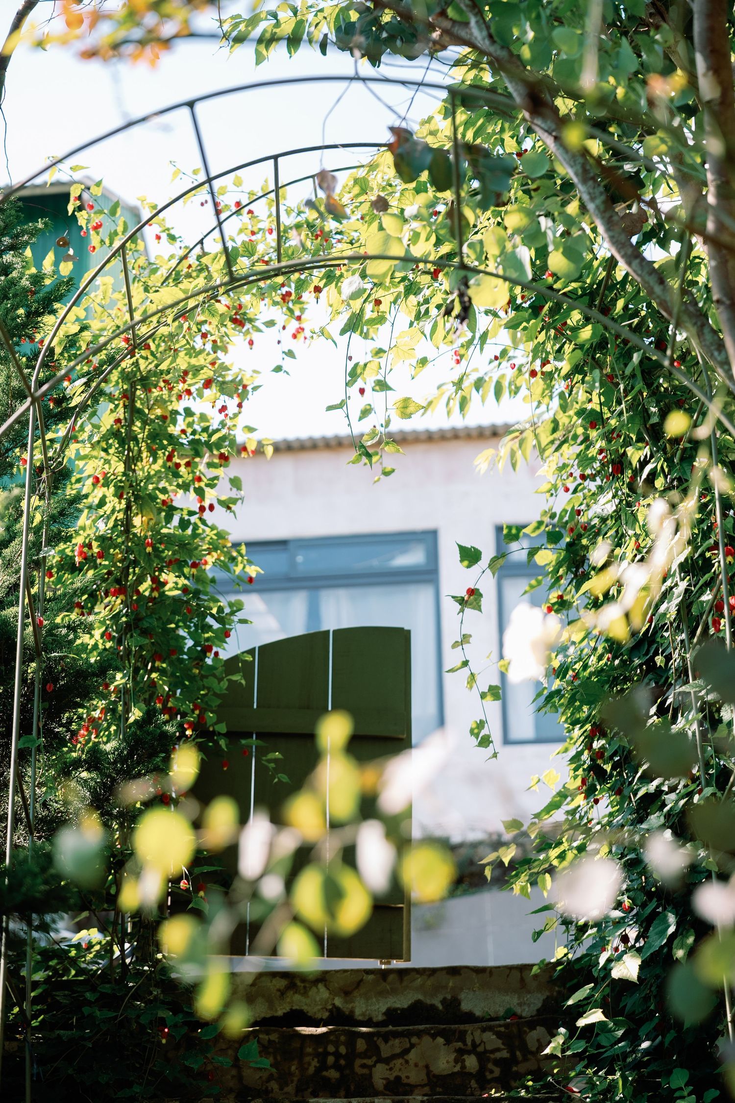 White building with blue window viewed through lush green garden archway with climbing plants and dappled sunlight.