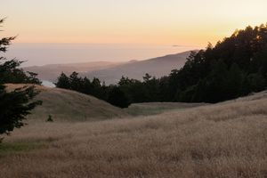 Golden sunset over rolling hills covered in dry grass with silhouetted evergreen trees along the ridgeline at Mount Tamalpais.