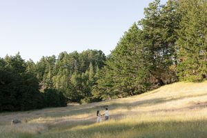 Rolling hillside meadow with tall pine trees and scattered rocks in warm afternoon light.