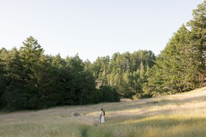 Scenic mountaintop meadow landscape with tall evergreen trees framing a golden field at dusk.
