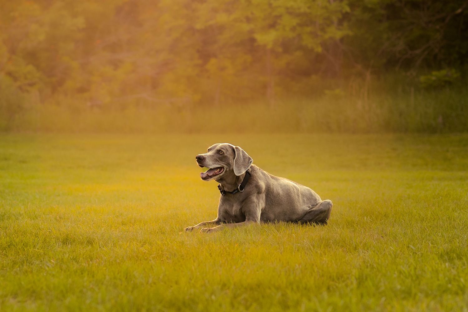 Dog laying in golden field during sunset creating a serene outdoor scene.