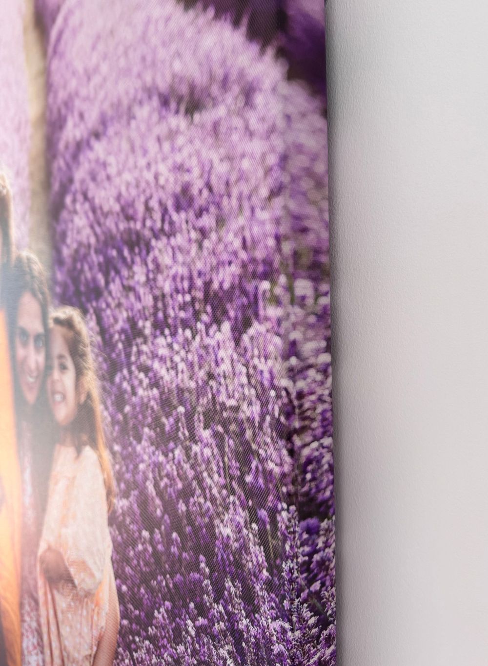 Beautiful field of blooming purple lavender flowers in soft focus with warm sunlit edge.