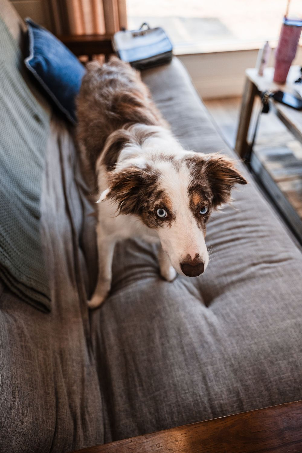 Curious brown and white Australian shepherd dog peeks over gray couch cushions with alert expression.