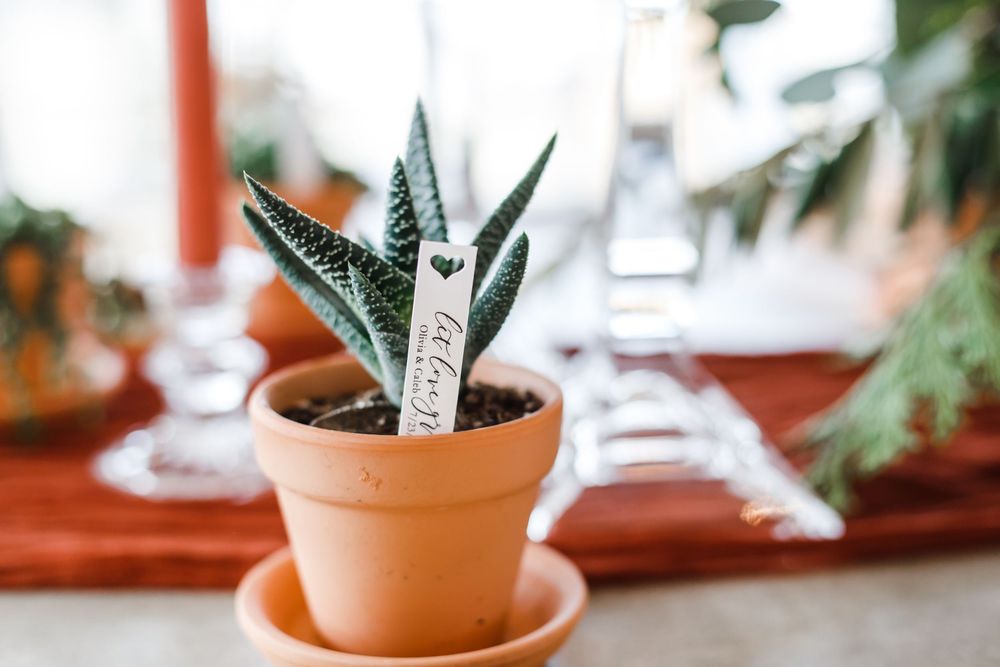 Small green succulent plant in terracotta pot sitting on wooden surface with blurred background.