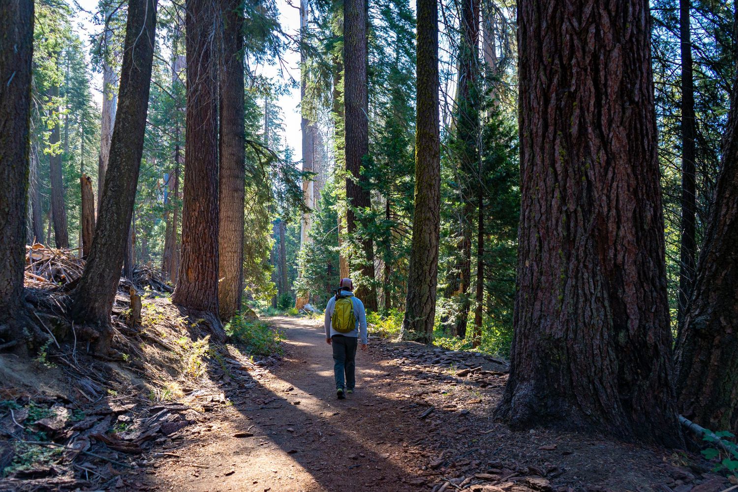 Hiker with a yellow backpack walks along a dirt trail through tall pine trees in sunlight.