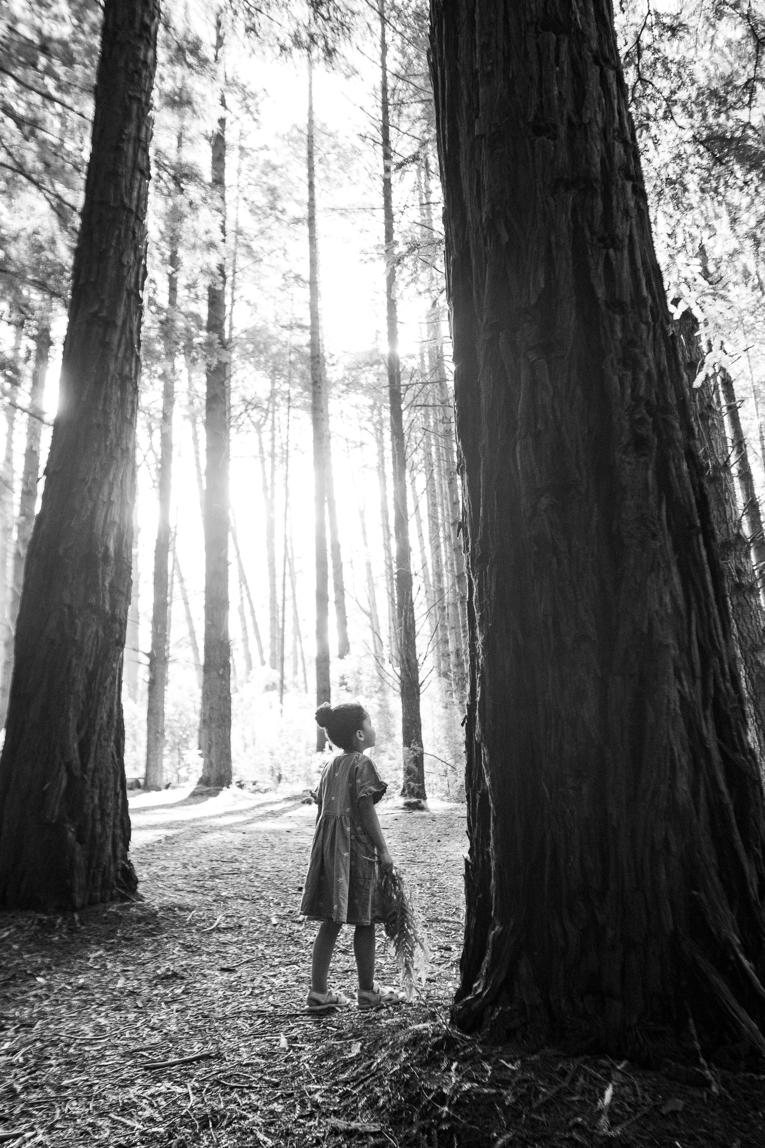 A dreamy black and white sequence shows a silhouetted figure exploring a misty forest of towering redwood trees.