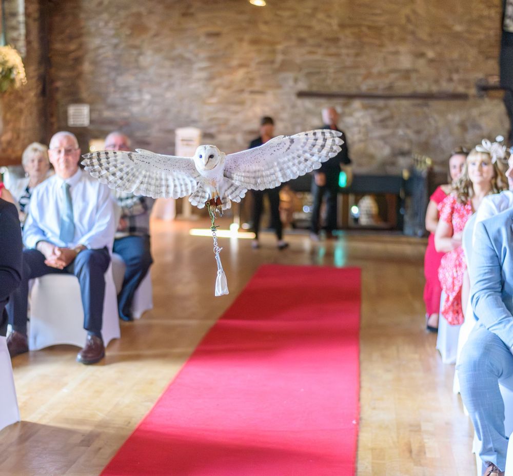 Owl Flying