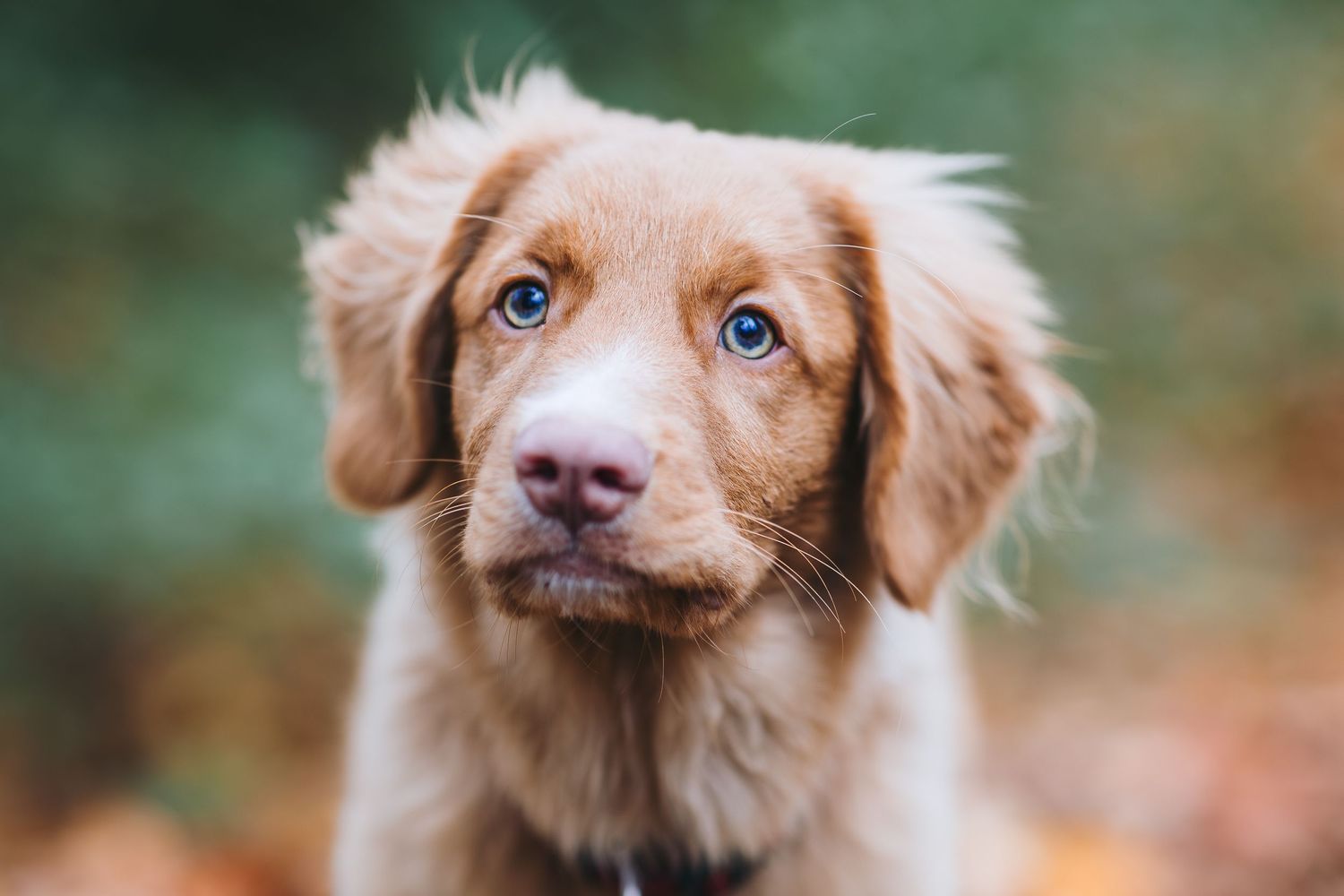 Fotoshoot hond koppel Oranjewoud Bos Heerenveen Friesland Fotograaf