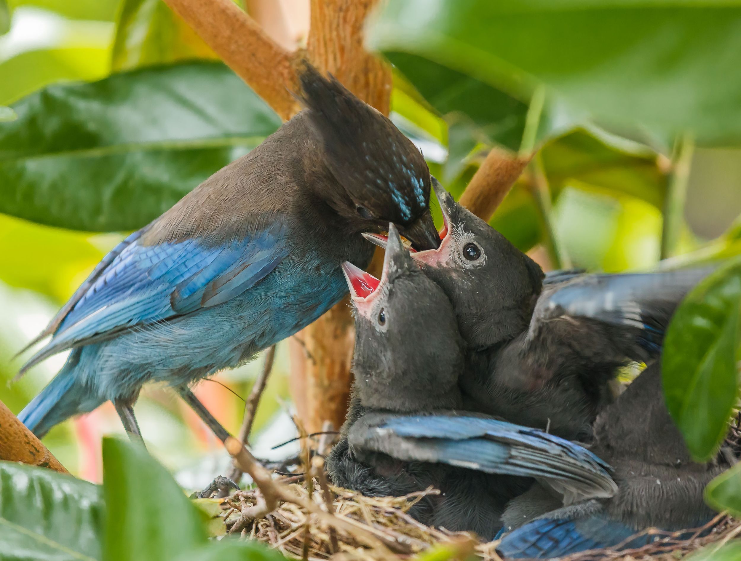Steller's jay