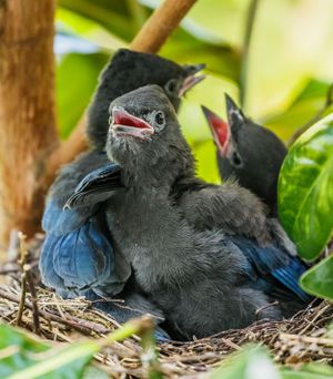 Steller's jay