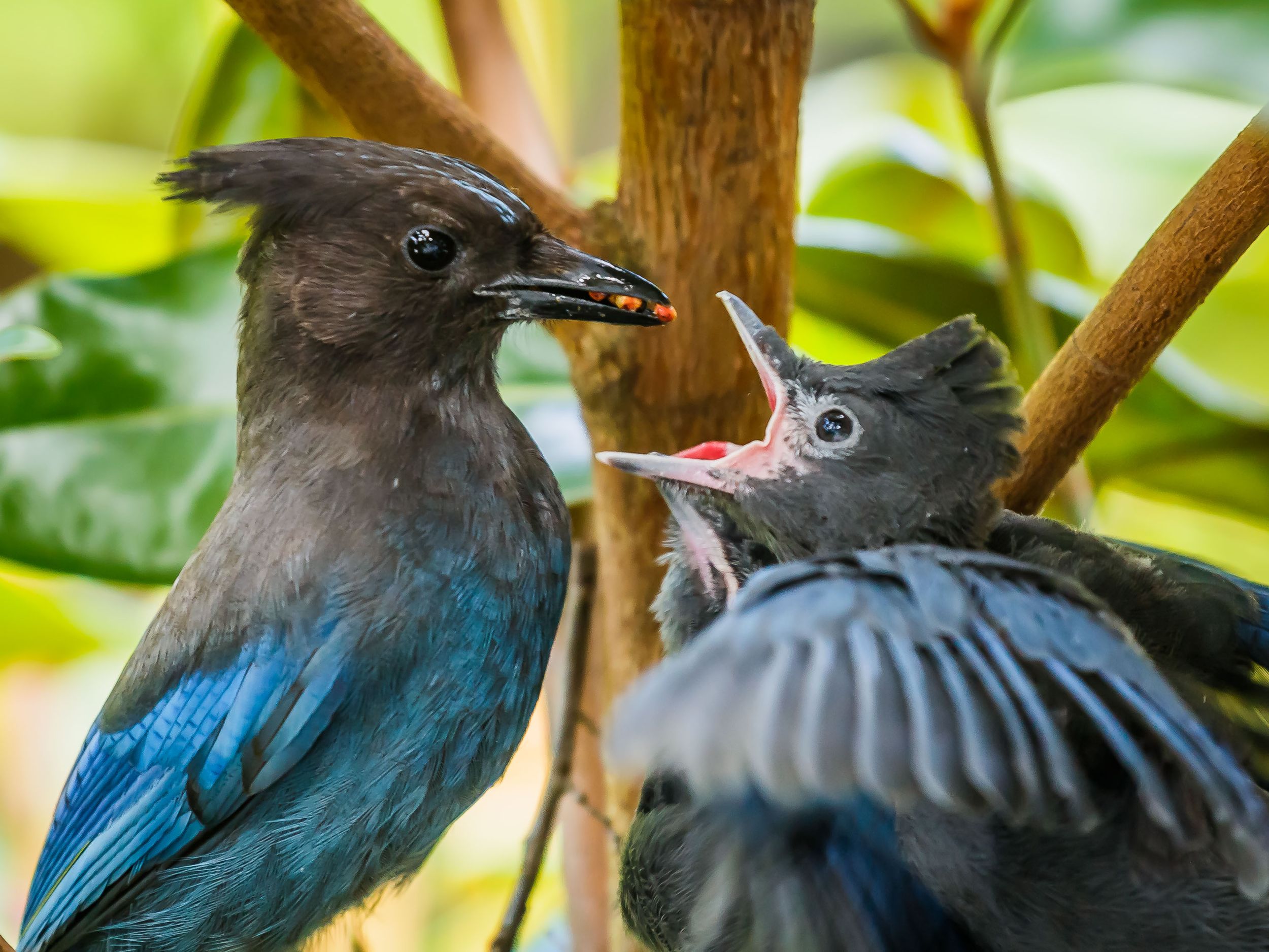 Steller's jay