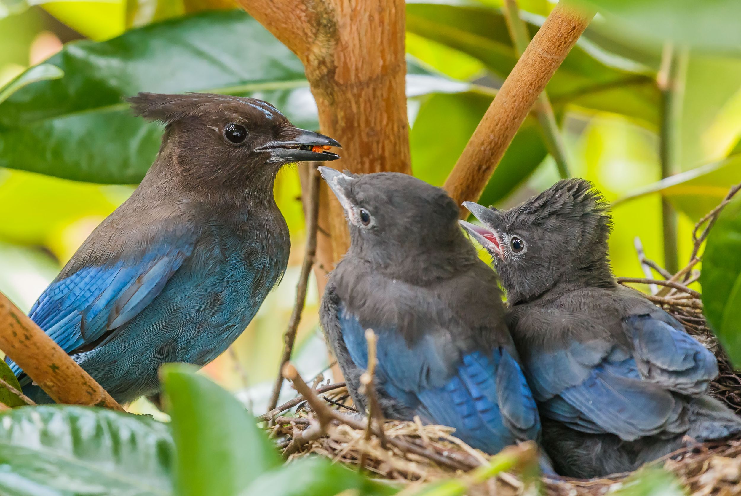 Steller's jay