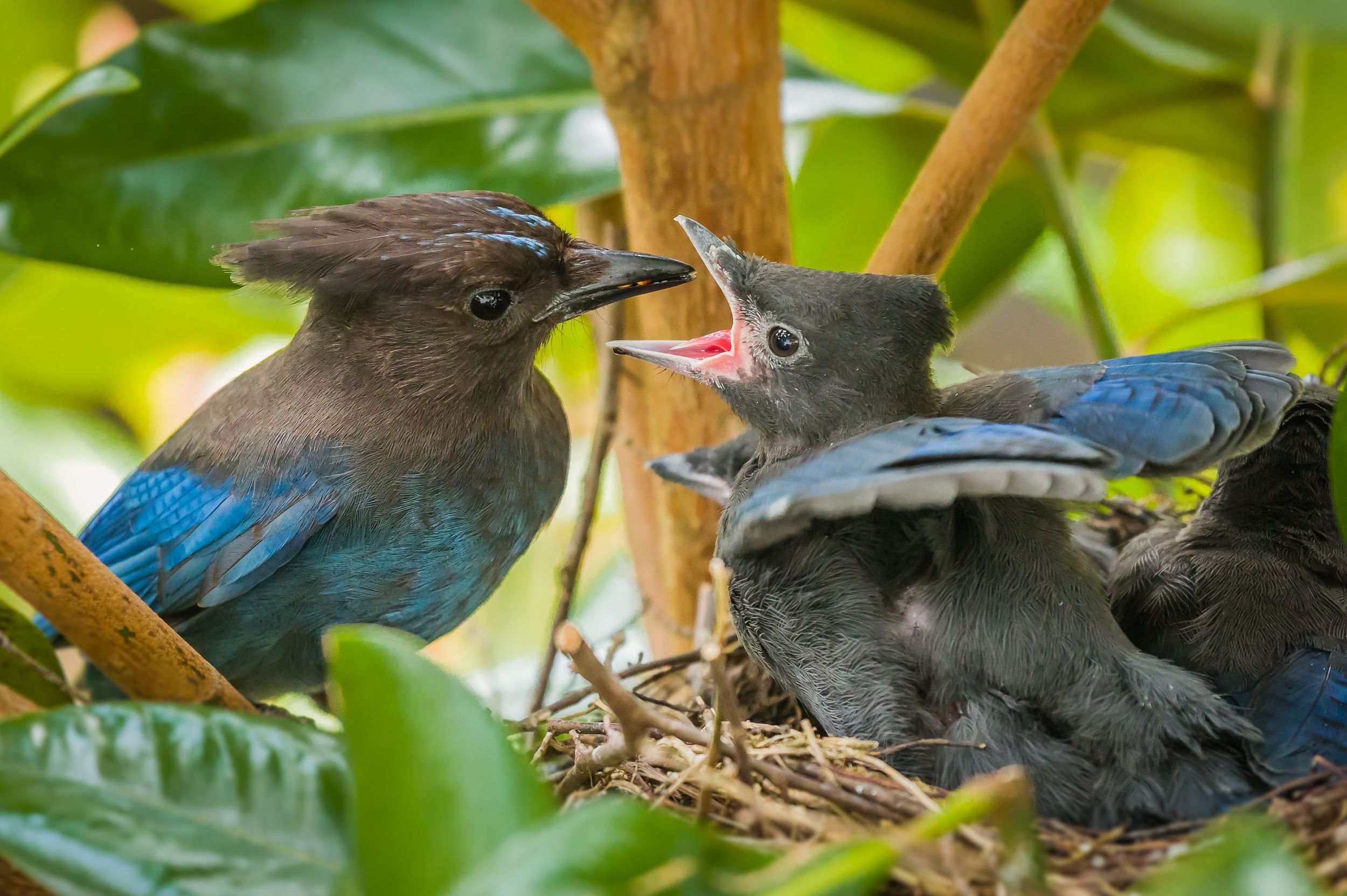 Steller's jay