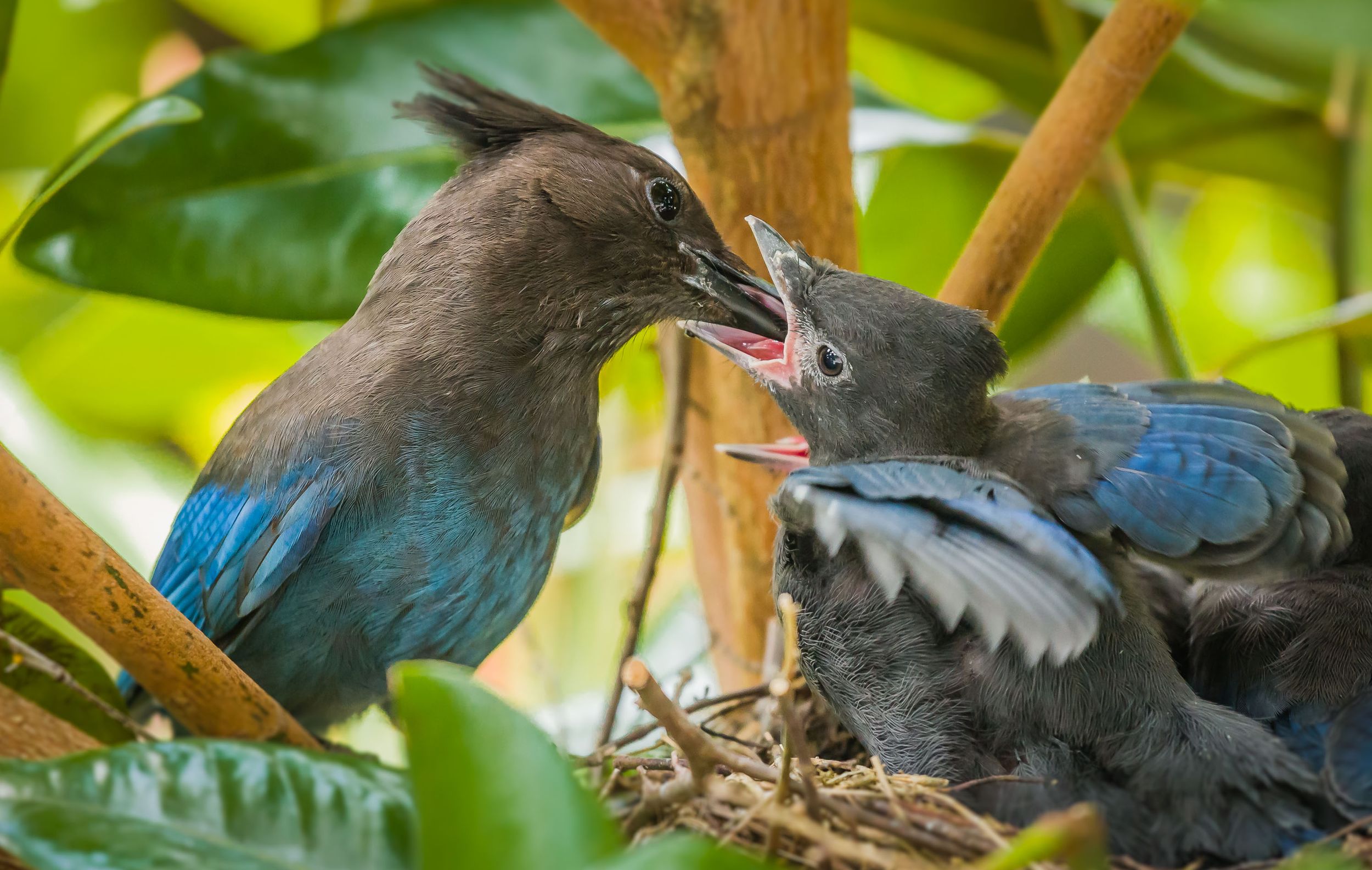 Steller's jay