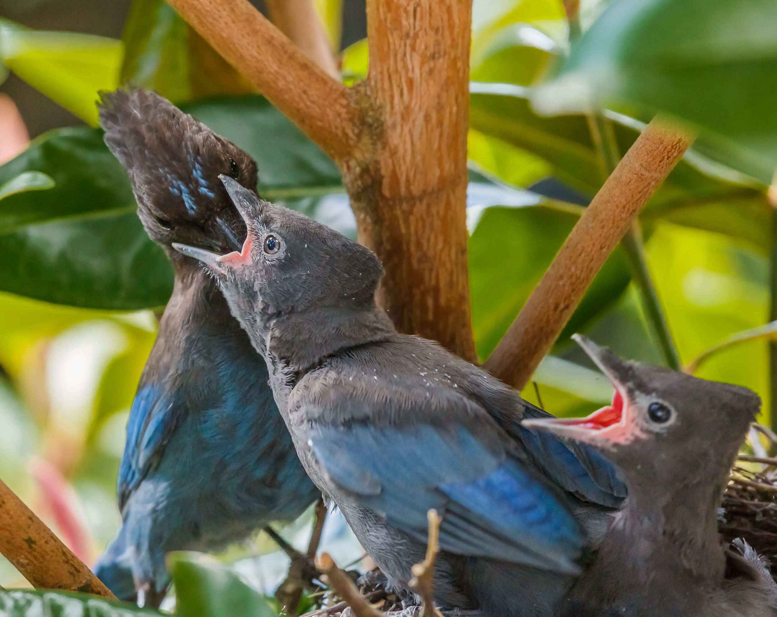 Steller's jay