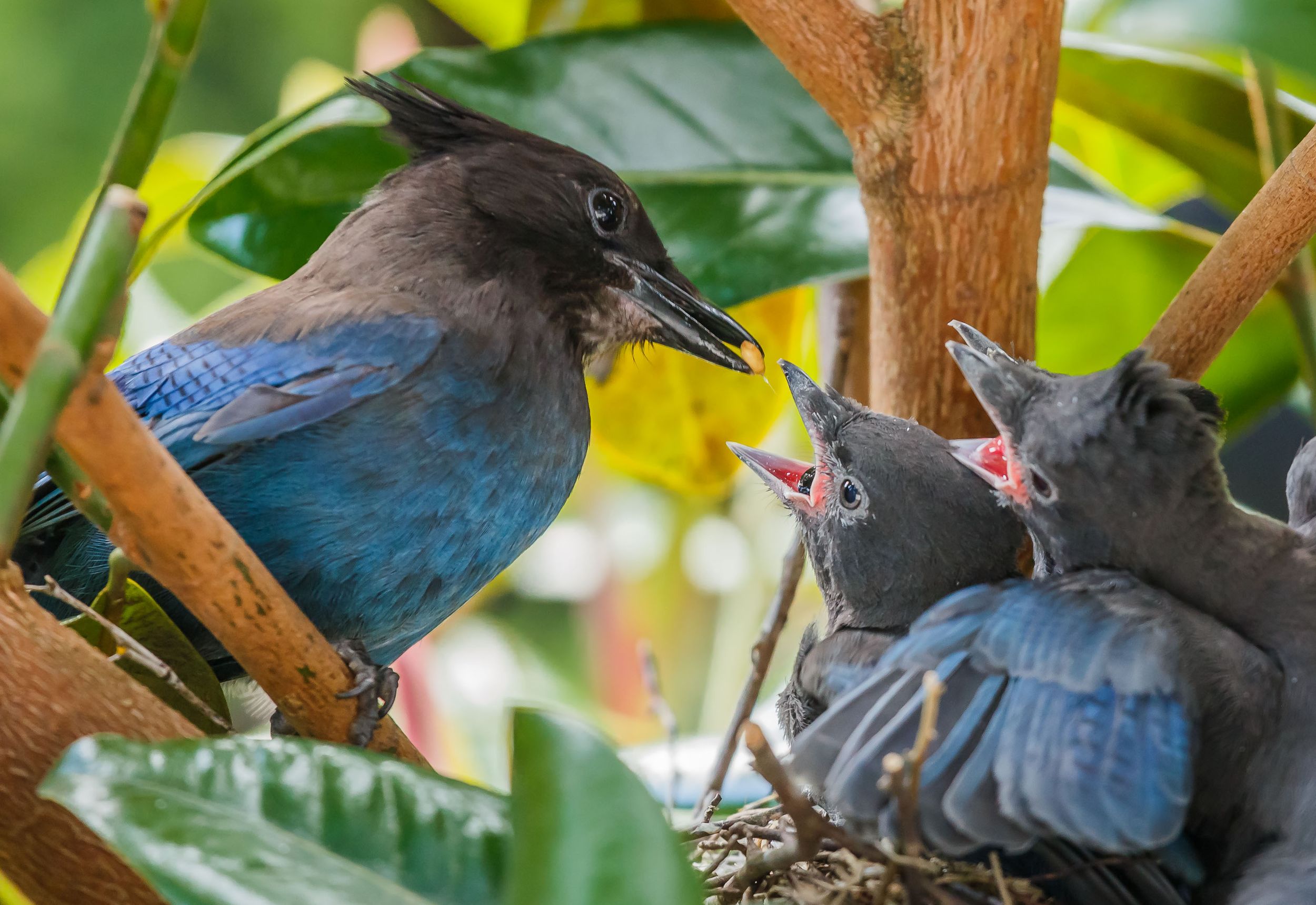 Steller's jay