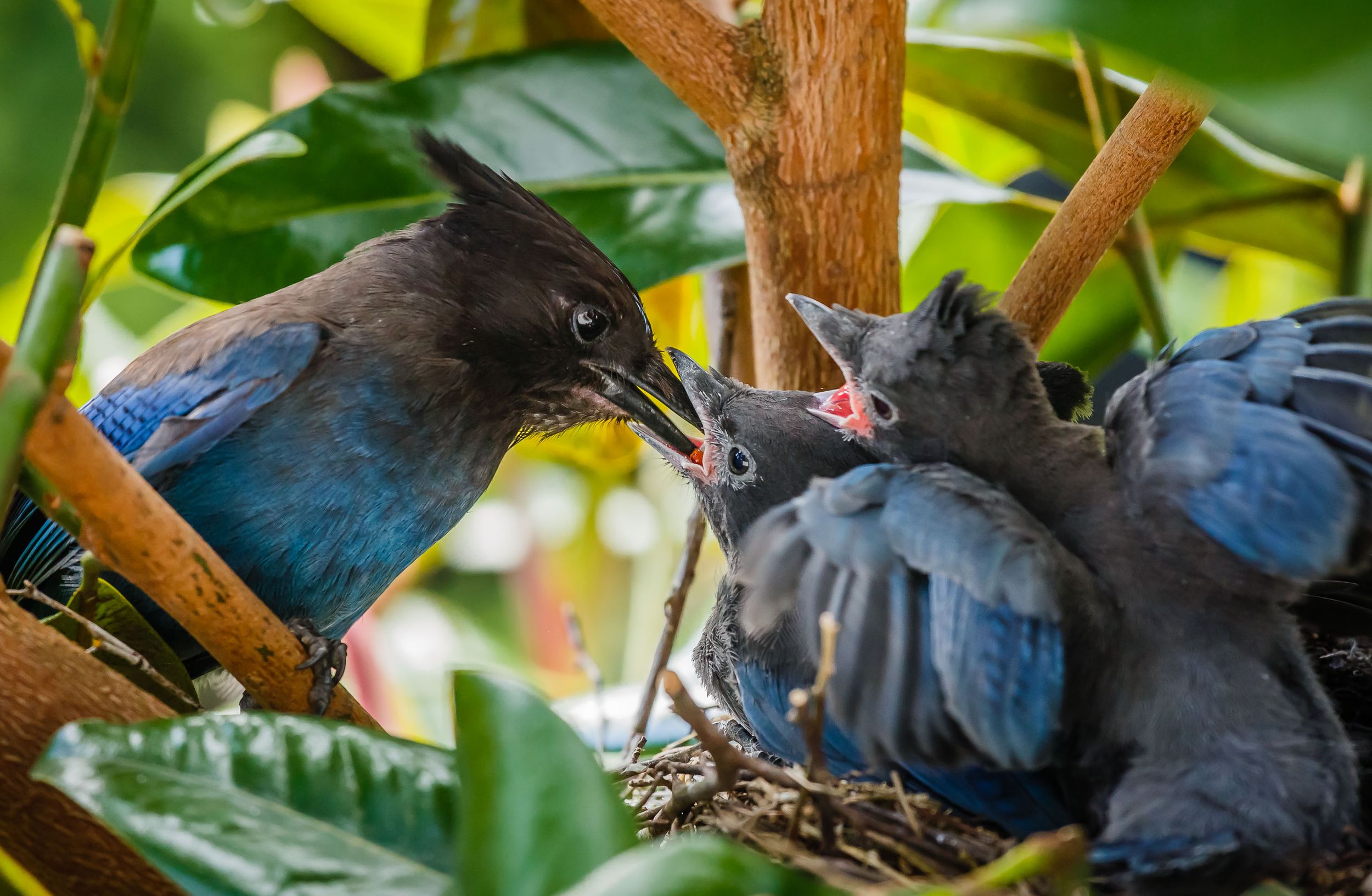 Steller's jay