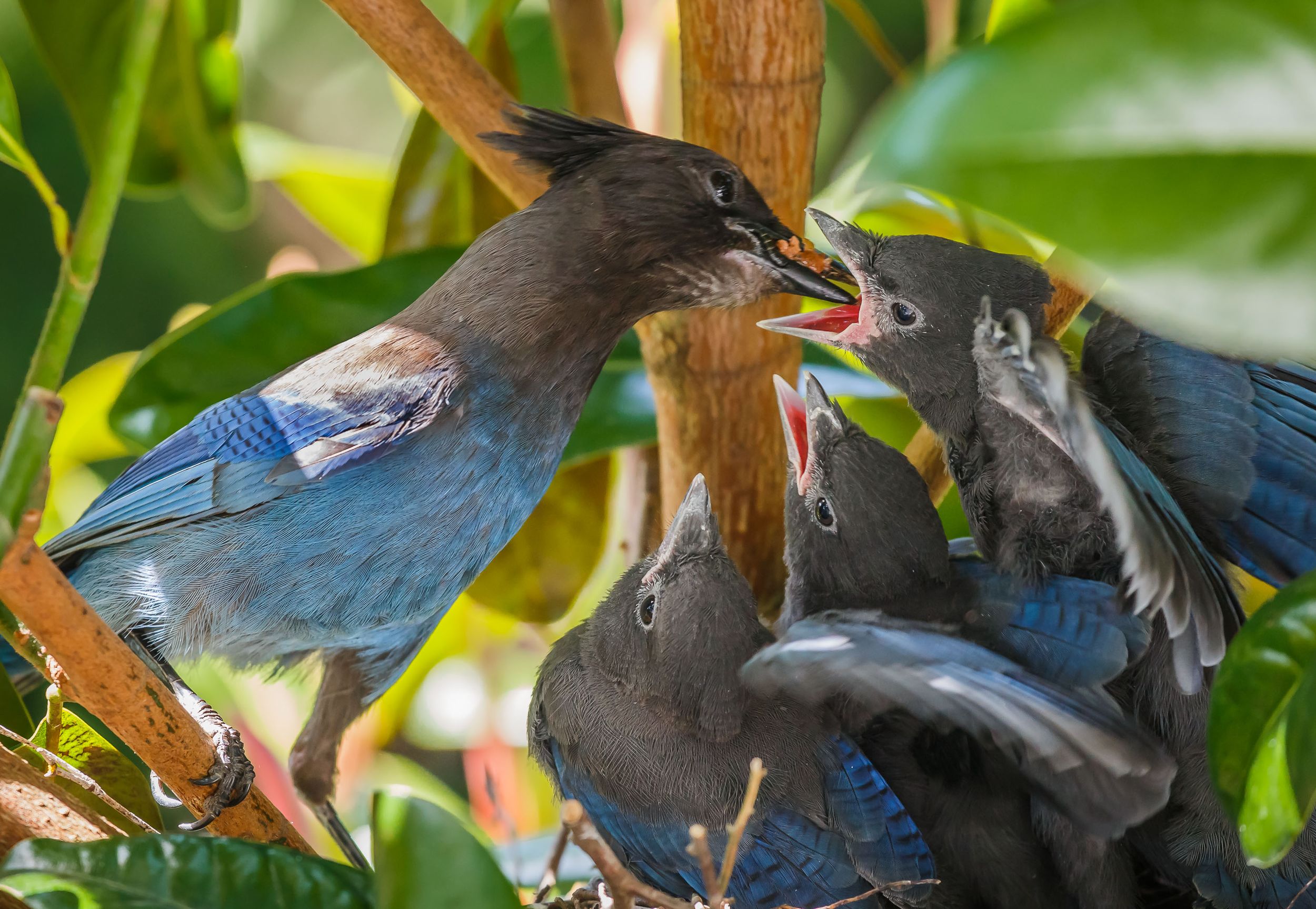 Steller's jay