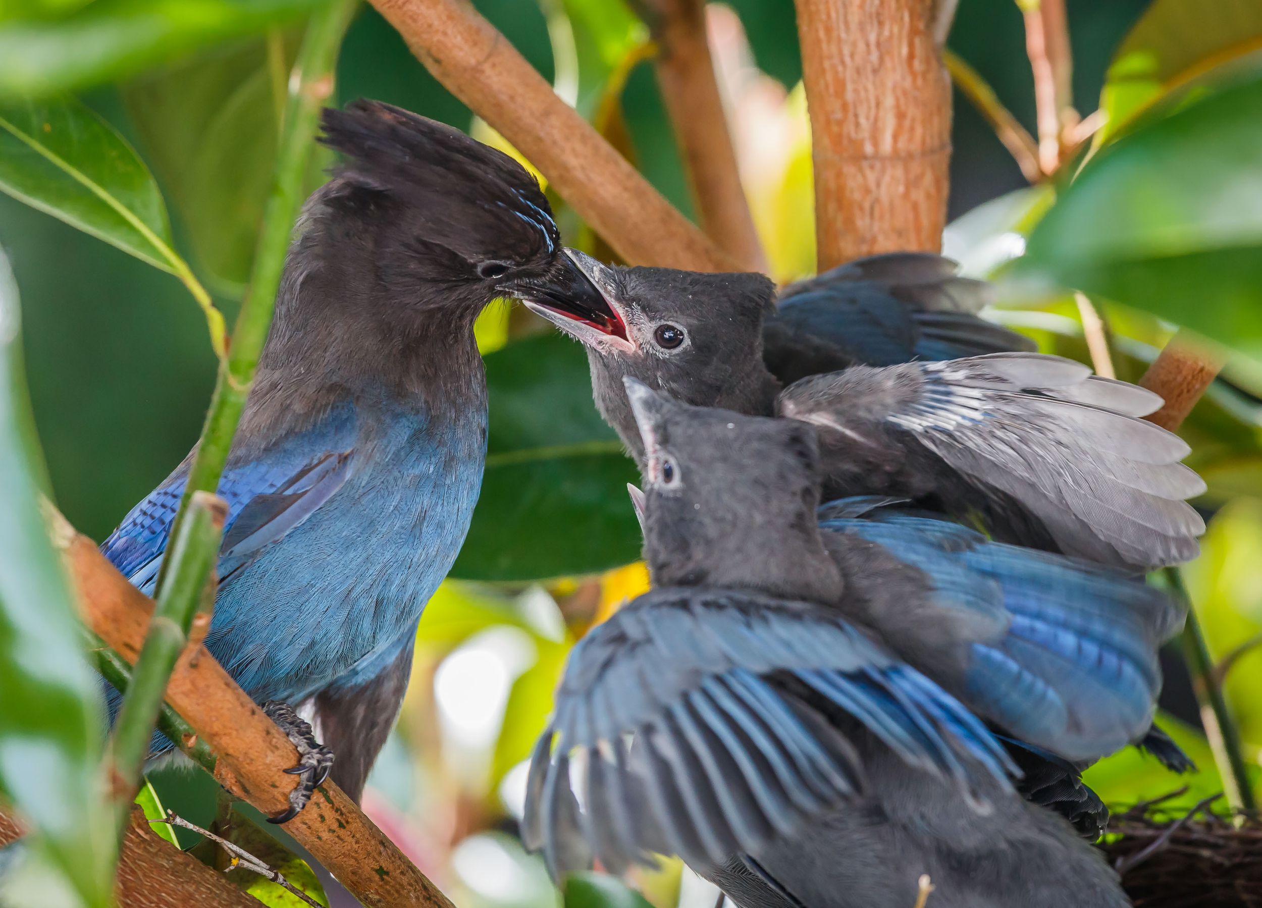 Steller's jay